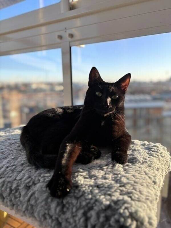 Katt