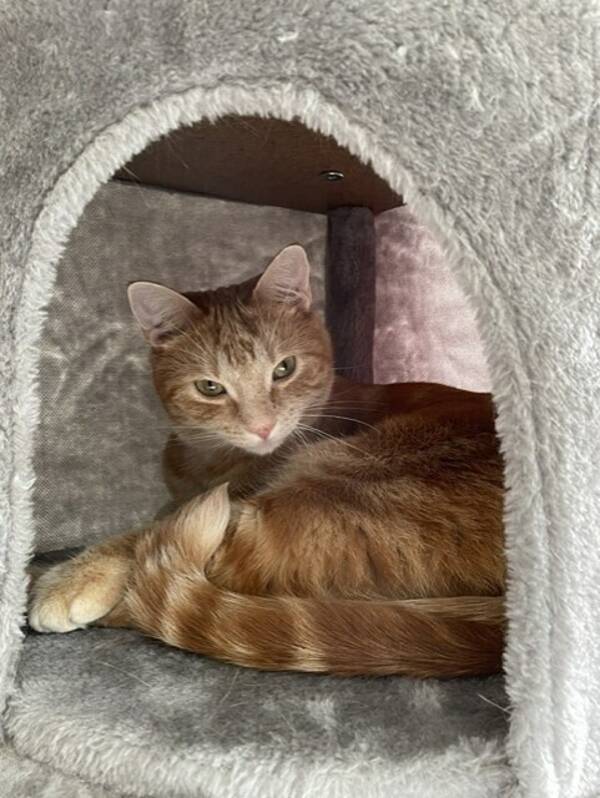 Katt