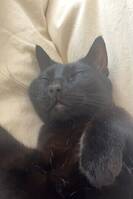 Onyx