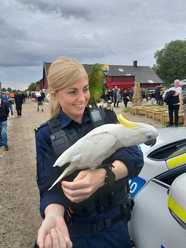 Övrigt - 2st väldigt lugna och tama.