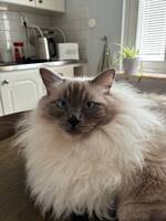 Ragdoll-katt