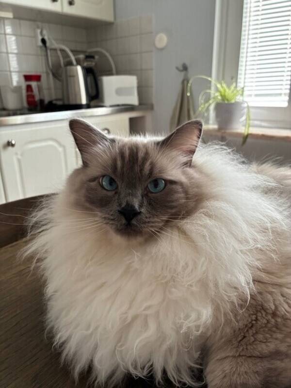 Katt - Ragdoll-katt