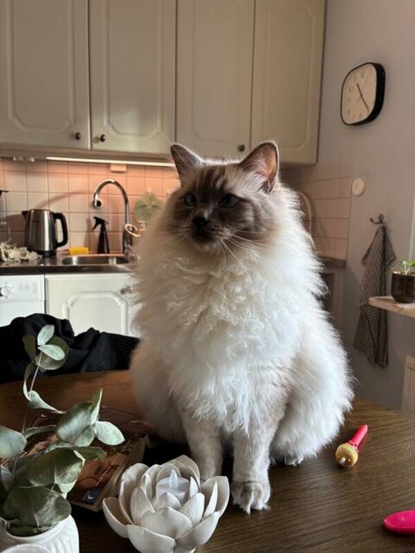 Katt - Ragdoll-katt