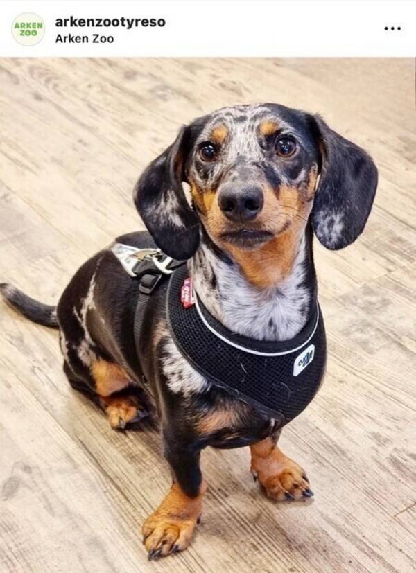 Hund - Taxen Gerry