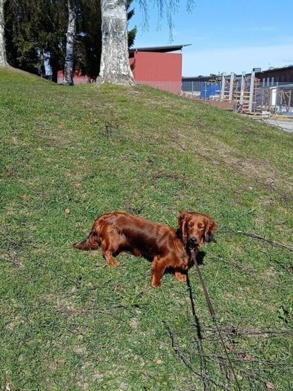 Hund - Taxtiken Gurli 