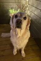 Golden Retriever tispe, Izi 10 år.