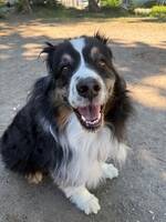 Australian Sheperd