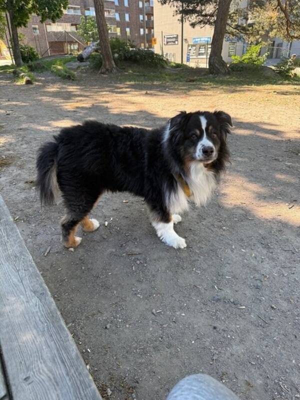 Hund - Australian Sheperd
