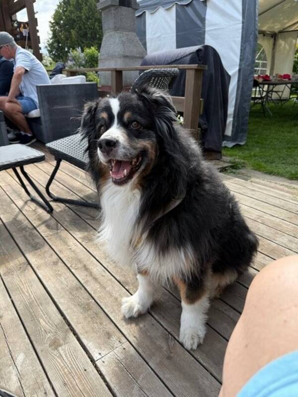 Hund - Australian Sheperd