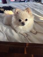 Pomeranian - Bella