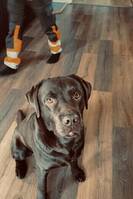 Labrador, Hugo