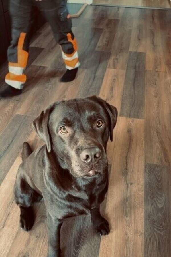 Hund - Labrador, Hugo