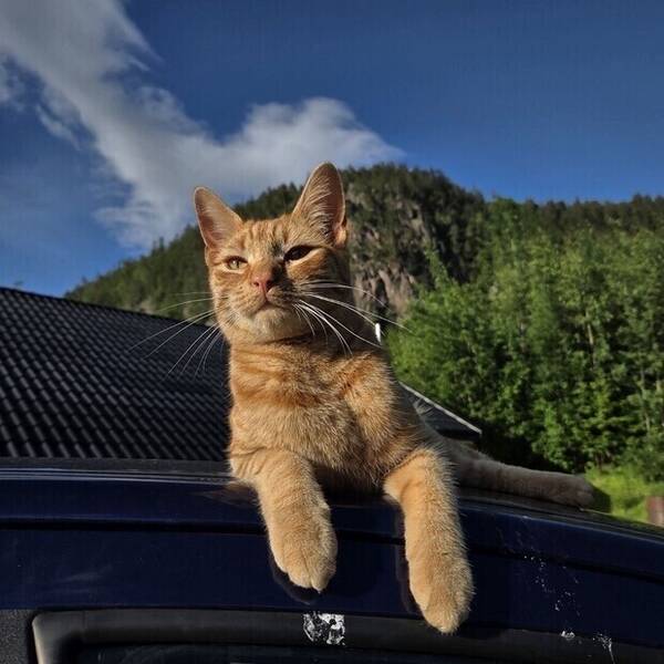 Katt - Huskatt Toby