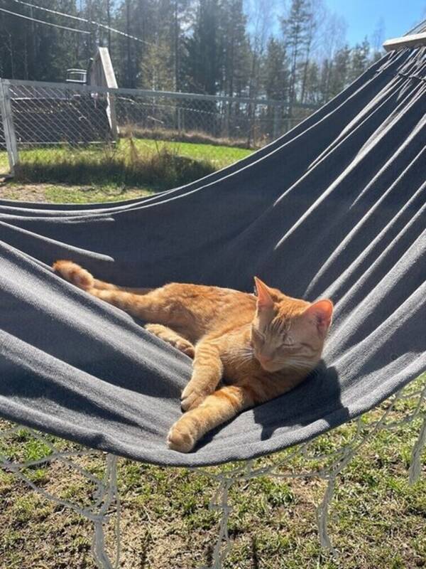 Katt - Huskatt Toby