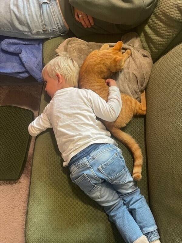 Katt - Huskatt Toby