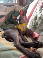 Sphynx Bella