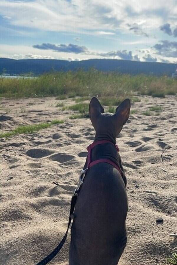 Katt - Sphynx Bella