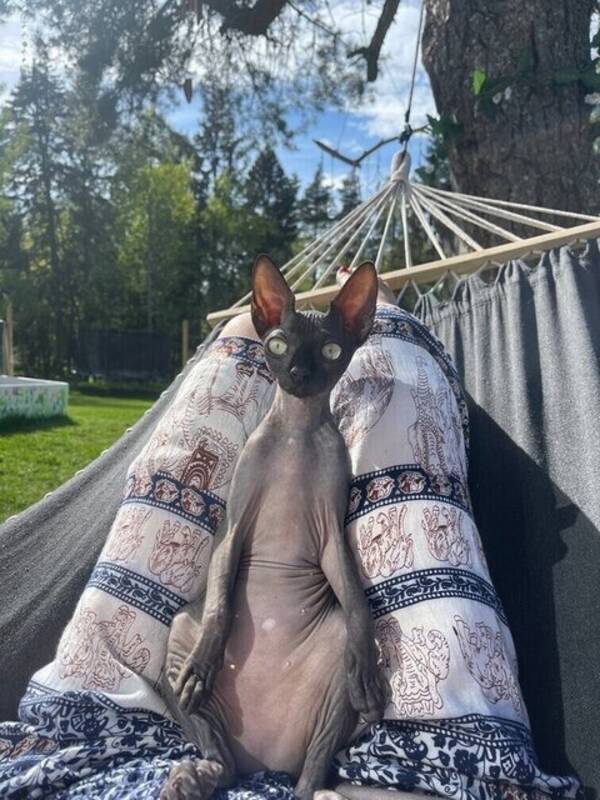 Katt - Sphynx Bella