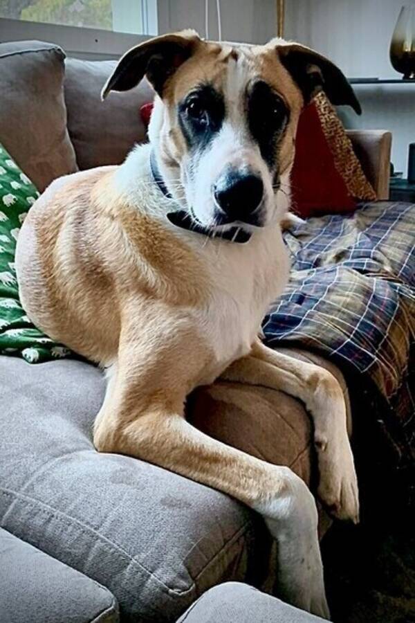 Hund - Alfonso, blandras