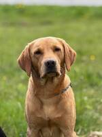 Jaktlabrador Berra
