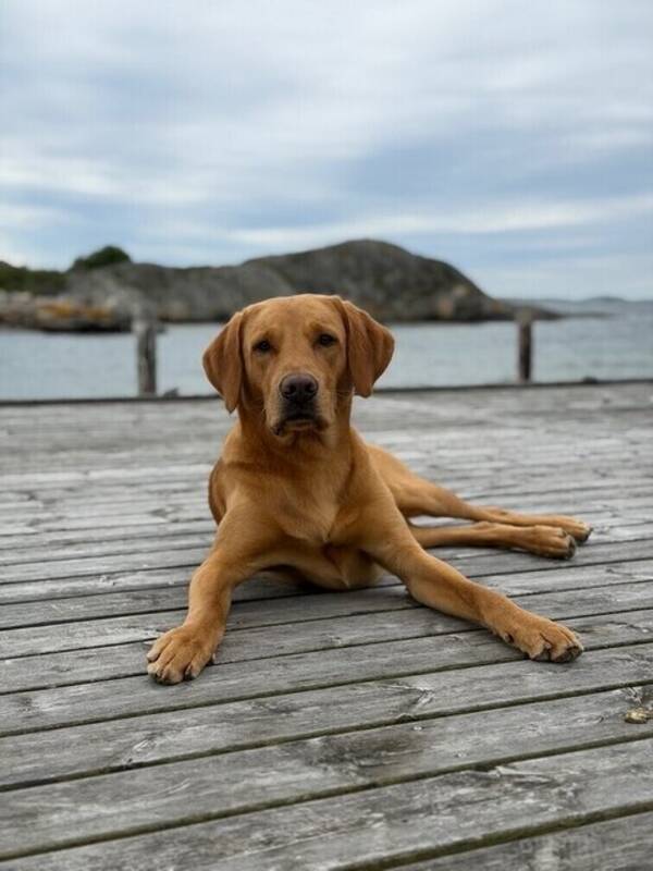 Hund - Jaktlabrador Berra