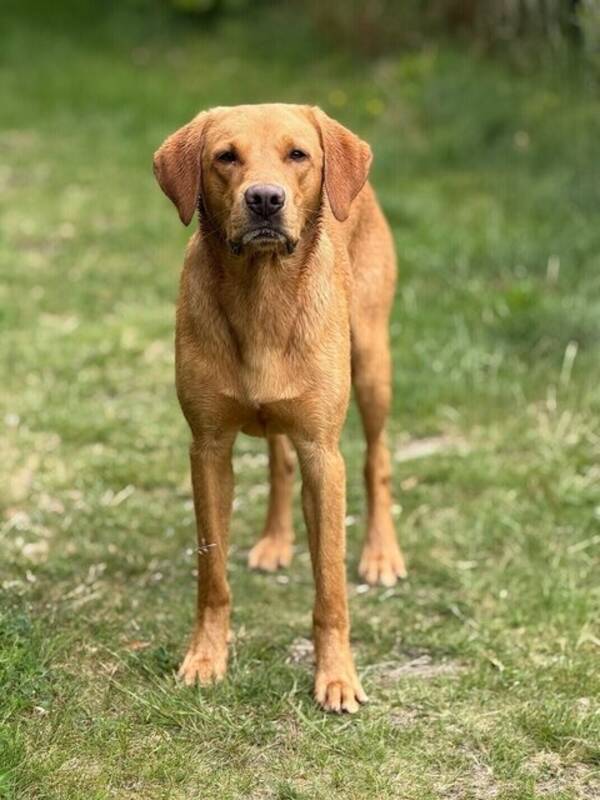 Hund - Jaktlabrador Berra