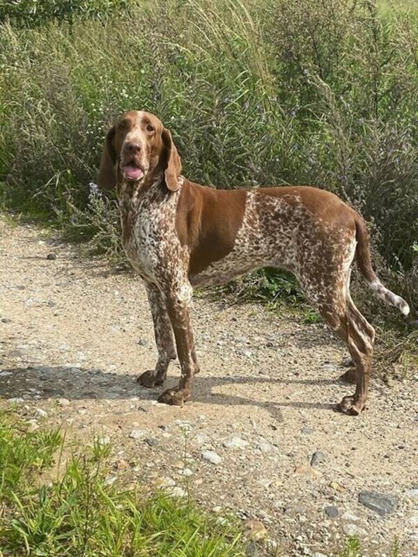 Hund - Strävhårig Vorsteh Mimmi, Bracco Italian