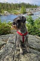 Schnauzern Ebba Grön