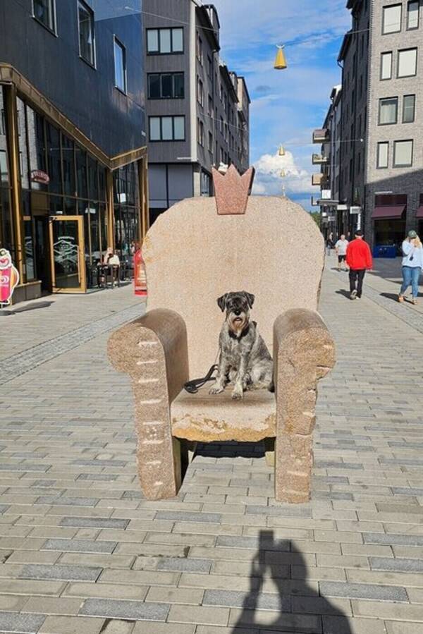 Hund - Schnauzern Ebba Grön