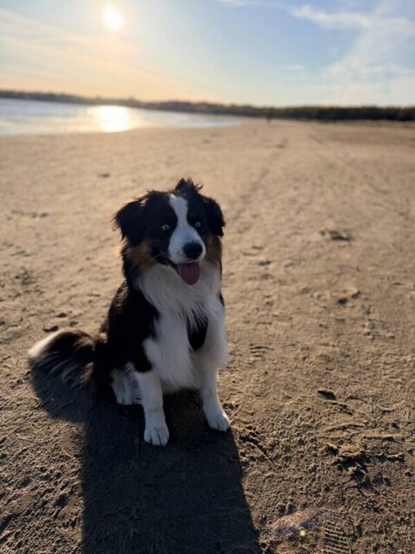 Hund - American miniature shepherd 