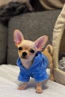 Chihuahua Zlatan