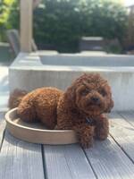 Cavapoo