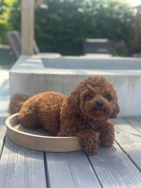 Hund - Cavapoo