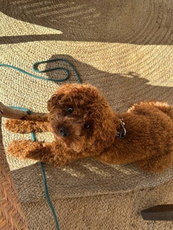 Hund - Cavapoo