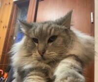 Norsk Skogs Katt Norsk Skogs Katt