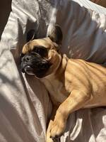 Fransk bulldog 