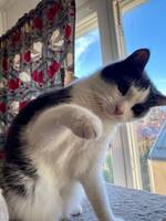 Bandning bondkatt o Norsk bondkatt Bandning bondkatt o Norsk bondkatt