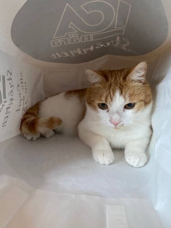 Katt - Bandning bondkatt o Norsk bondkatt