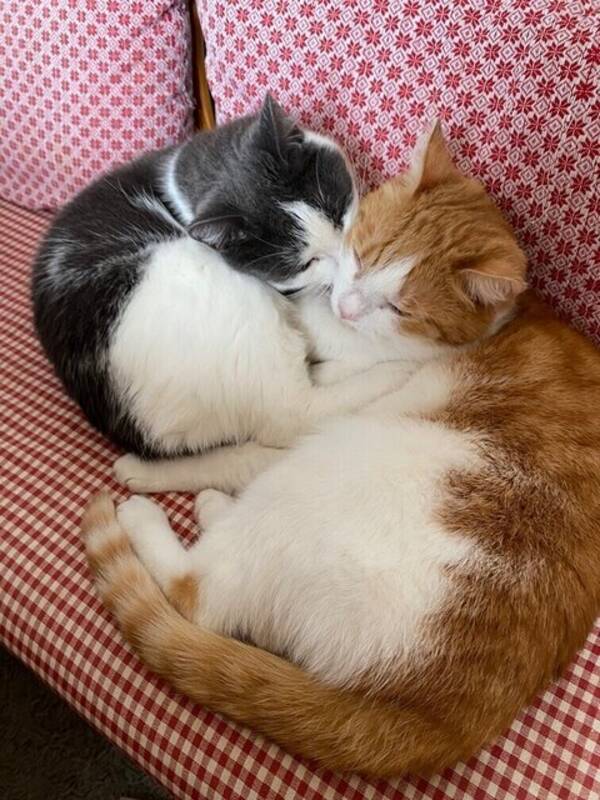 Katt - Bandning bondkatt o Norsk bondkatt