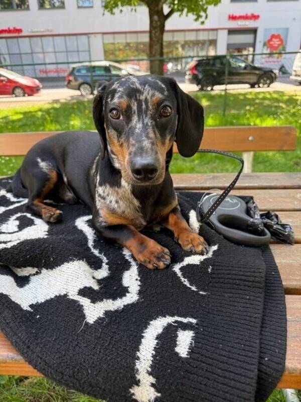 Hund - Arthur 
