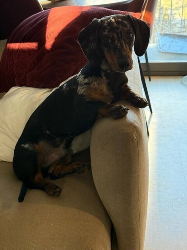 Hund - Arthur 
