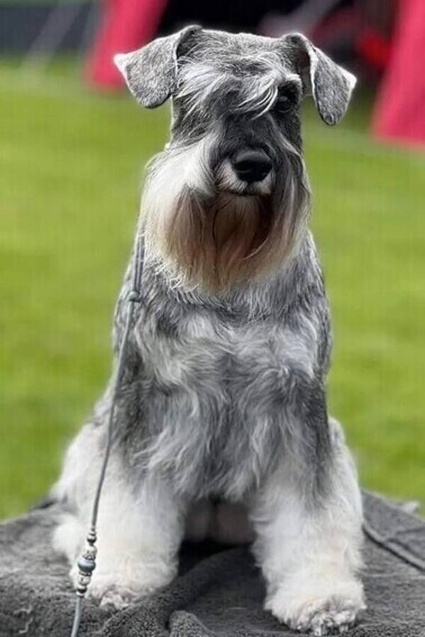 Hund - Dvärgschnauzer