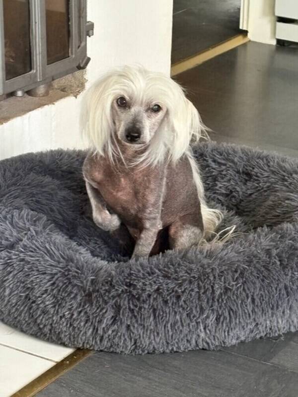 Hund - Kinesiska nakenhunden TIM