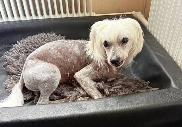 Hund - Kinesiska nakenhunden TEJ