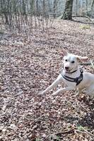 Labrador