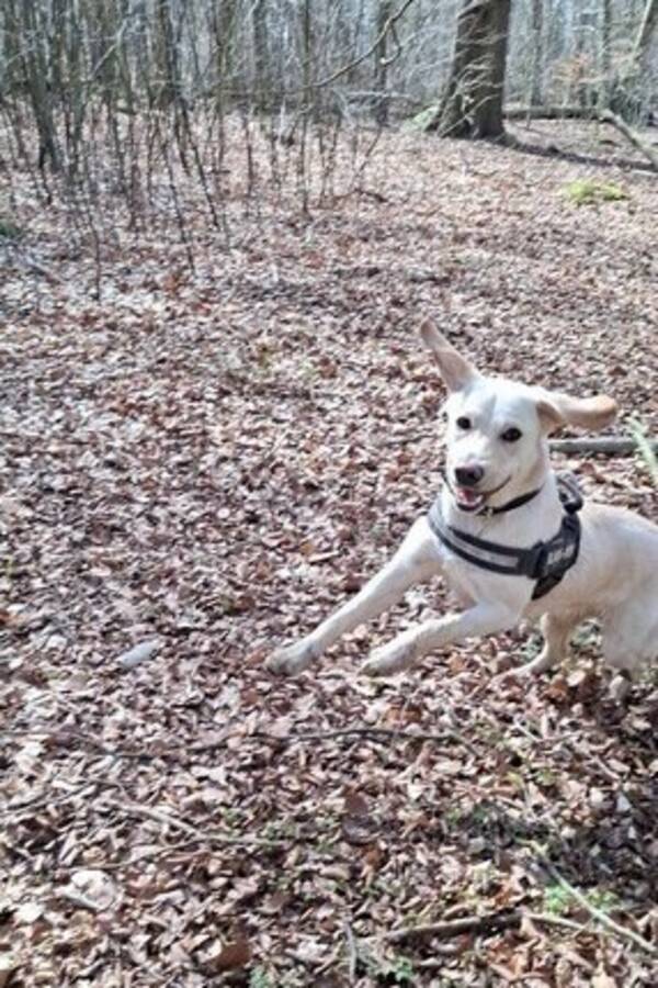 Hund - Labrador 