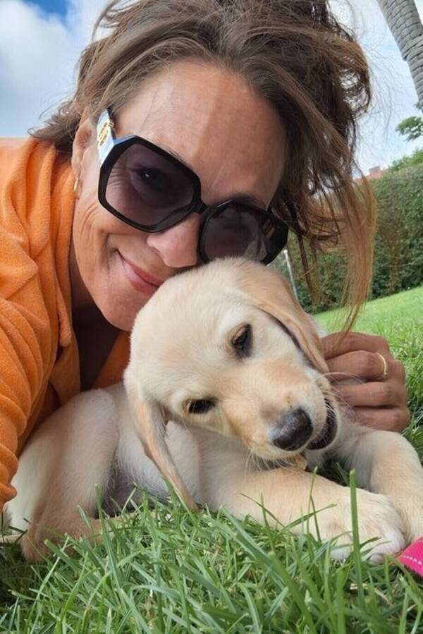 Hund - Labrador 