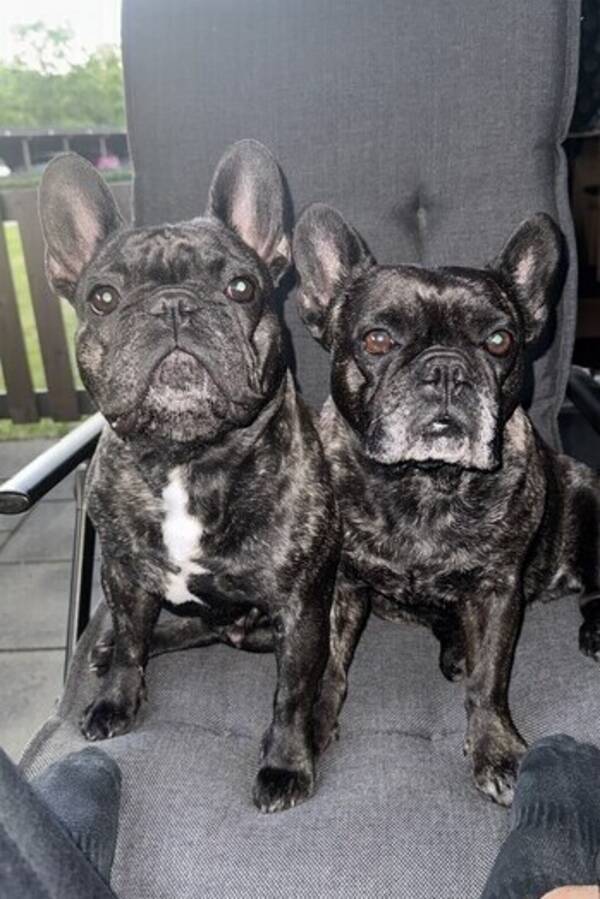 Hund - Två fransk bulldogs 