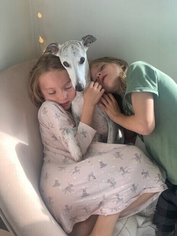 Hund - Whippet-tik, 8 år.