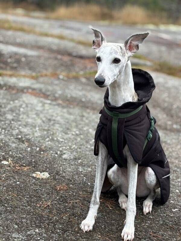 Hund - Whippet-tik, 8 år.